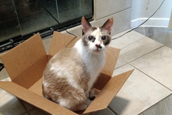 Everything You Need To Know About Cat Diabetes